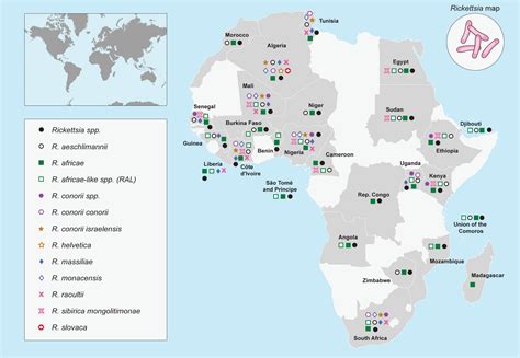 Frontiers | Unraveling the epidemiological relationship between ticks and rickettsial infection ...