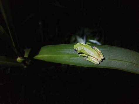 Tiger-legged monkey frog - Pithecopus nordestinus (Caramaschi, 2006 ...