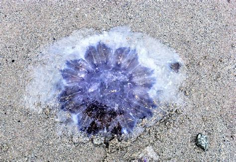 Huge numbers of stinging jellyfish hit north beaches