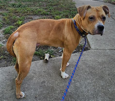 Adopt - River Valley Animal Rescue