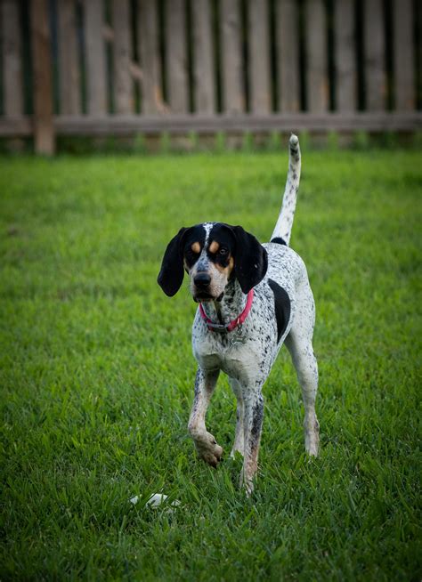 Bluetick Coonhound Dog Breed Information & Characteristics