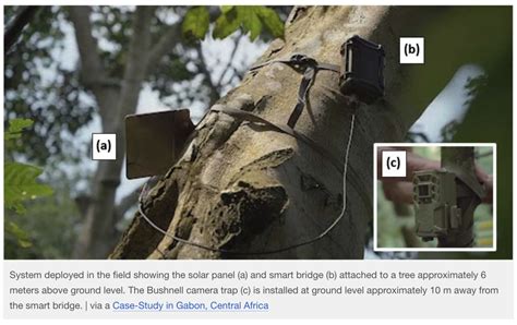 Camera Traps 的图像结果