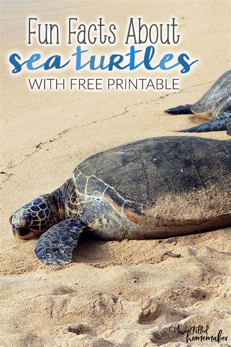 Sea Turtle Fun Facts 的图像结果