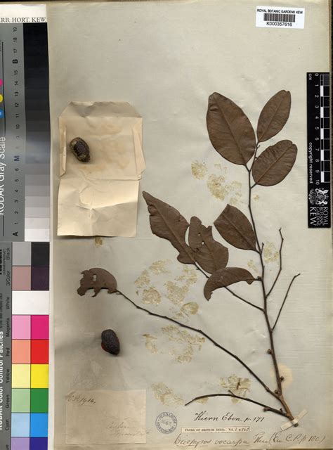 Diospyros oocarpa Thwaites | Plants of the World Online | Kew Science