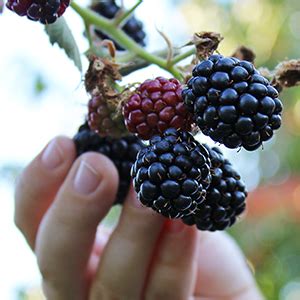 IRIS Taper Jar Candle - Berry Pop Fragranced - Pack of 1. : Amazon.in ...