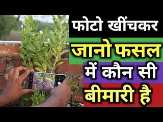 फोटो खींचो और बीमारी जानो plantix app review