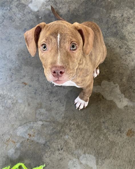 Barely Used Pets (@barely_used_pets) • Instagram photos and videos