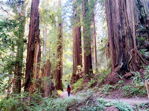 15 Best Places to See Redwoods Near San Francisco (plus Sequoias!)