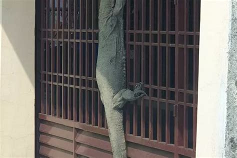 Malaysian Man Spots ‘Godzilla’ Monitor Lizard Chilling On House Gate ...