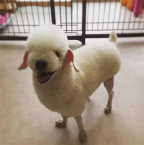 你是羊还是狗子啊？最近流行的“贵宾咩咩装”，你家狗子剪了么？狗子现在也越来越时尚了？