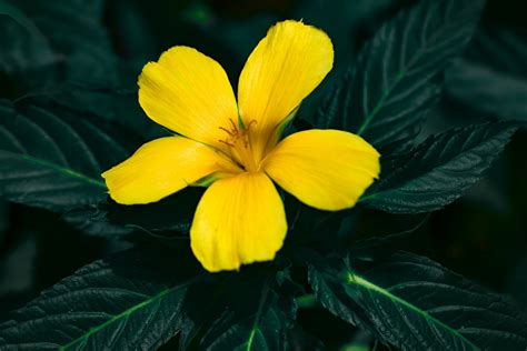 Traditional Medicine 的图像结果