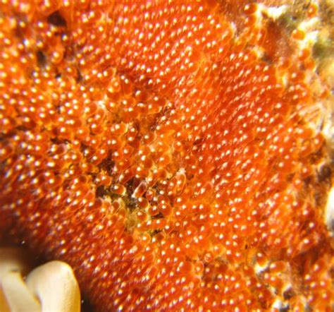 Sarkar Fishery North 24 Parganas - Gulsha Tangra Fish Manufacturer and ...