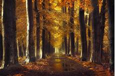 Fall Backgrounds Gold by Fall Gold Path Trees Forest Leaves Water Fall Backgrounds Gold