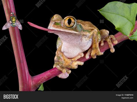 Image result for Frog Catching Insect