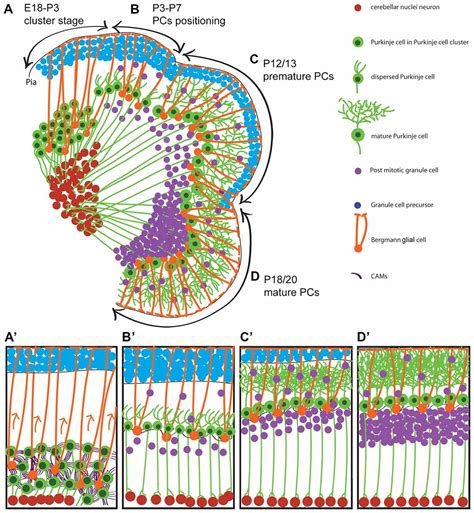Frontiers | Neuronal Migration During Development of the Cerebellum