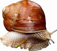 snail 的图像结果