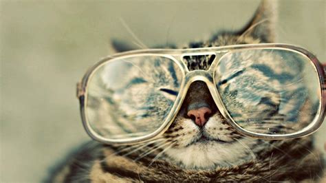Cat with Sunglasses Wallpapers - Top Free Cat with Sunglasses ...