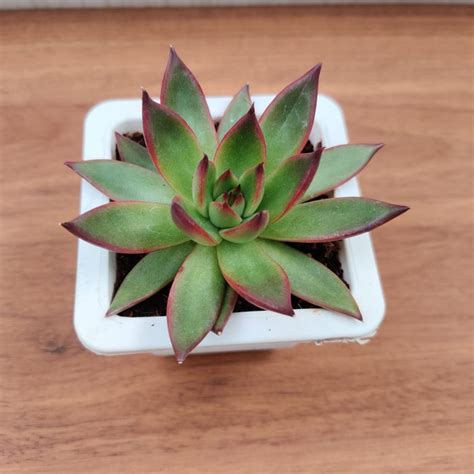 Buy Echeveria 'Benimusume' Succulent Plant Online in India ...
