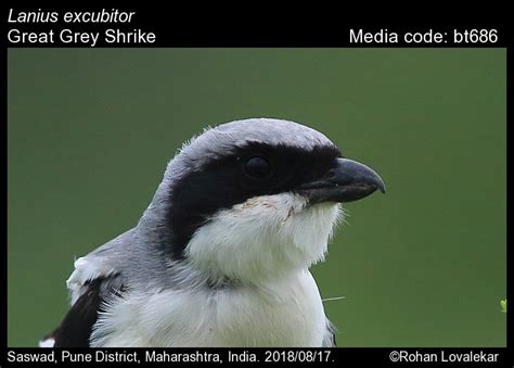 Lanius excubitor Linnaeus, 1758 - Great Grey Shrike | Birds