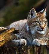 Image result for lynxes