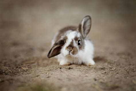My Rabbit Has One Floppy Ear - Symptoms and Signals in Bunny Ears