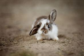 Image result for Happy Rabbit Ears