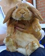 Image result for Holland Lop Bunnies Fat