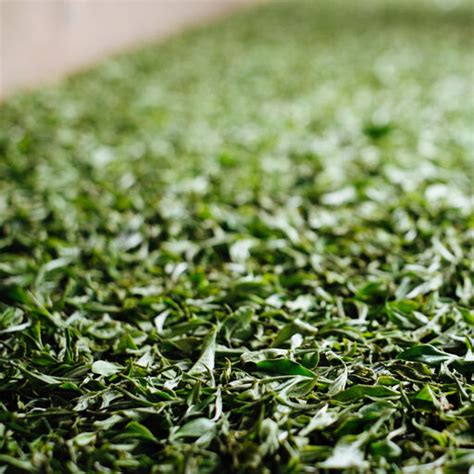 Image result for Tea Withering Process