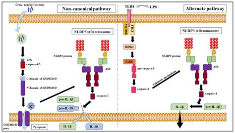 Does NLRP3 Inflammasome and Aryl Hydrocarbon Receptor Play an ...