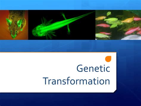 Transformation Genetics 的图像结果