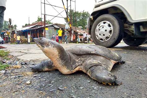 Image result for Cancerous Soft Shell Turtles