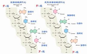 Image result for 核酸 DNA