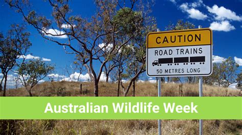 Go Wild - it’s Australian Wildlife Week | Twinkl Teaching Blog