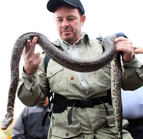 Image result for Florida Burmese Python Hunters