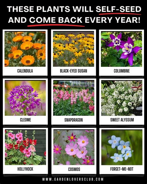 Garden - These 9 plants will self-seed and come back every year! 1 ...