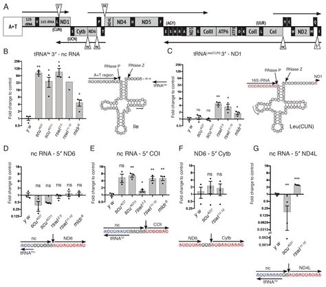 Loss of Individual Mitochondrial Ribonuclease P Complex Proteins ...