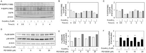 Copper(II) Bis(diethyldithiocarbamate) Induces the Expression of ...