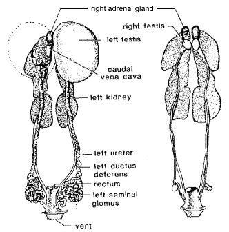 Image result for Male Bird Reproductive System