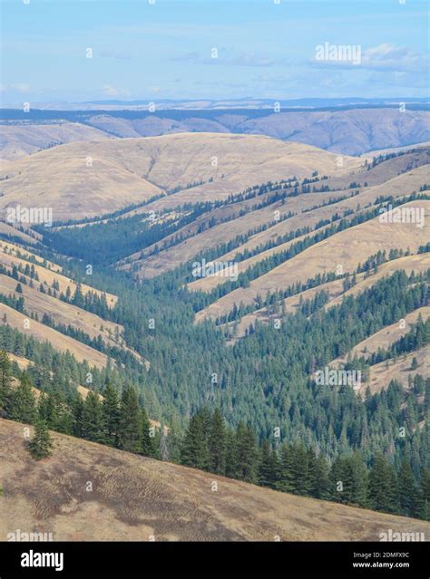 The landscape of the Blue Mountains in northeastern Oregon Stock Photo ...