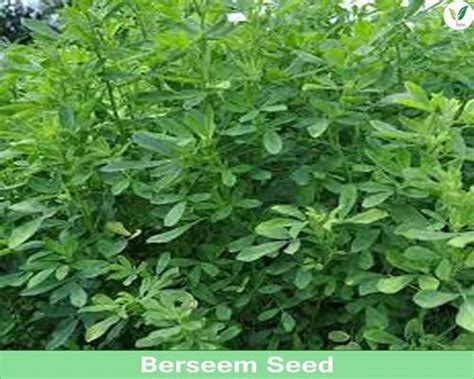 Fodder Seeds - Hedge Lucerne / Velimasal / Desmanthus fodder seeds for ...