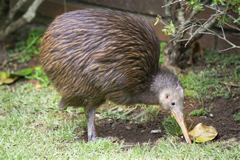 The Kiwi: National Bird of New Zealand - A-Z Animals