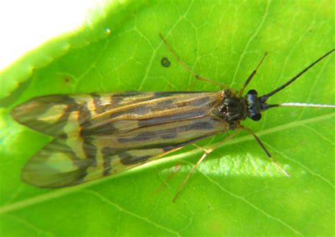 Trichoptera Caddisflies