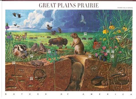Great Plains Animals And Plants