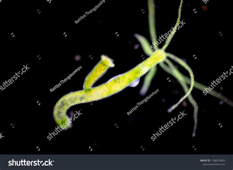 Reproduction In Hydra: Over 299 Royalty-Free Licensable Stock Photos | Shutterstock