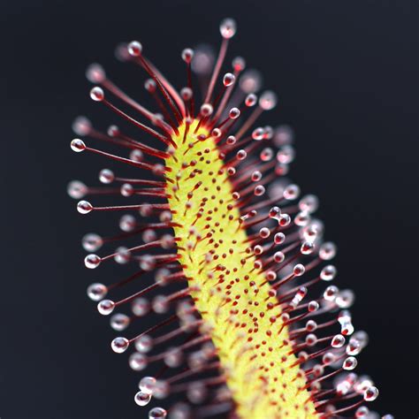 Drosera capensis 'Typical' - Cape Sundew | Curious Plant
