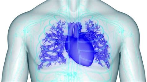 Image result for Full Animation On Heart Function