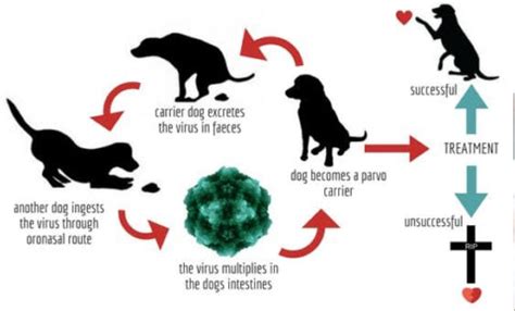Understanding Parvovirus stages: A Comprehensive Guide