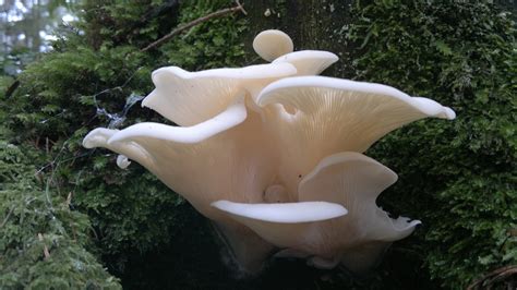 Pleurocybella Porrigens