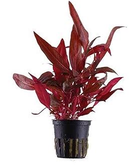 Aquarium Plant | FRESHWATERAQUATICA