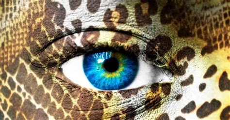 Image result for Positive Social Behavior of Wolves